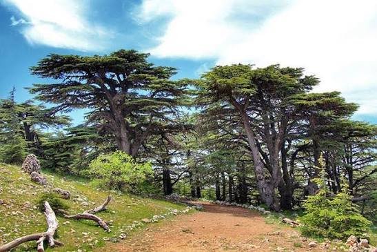 Barouk Cedar Nature Reserve